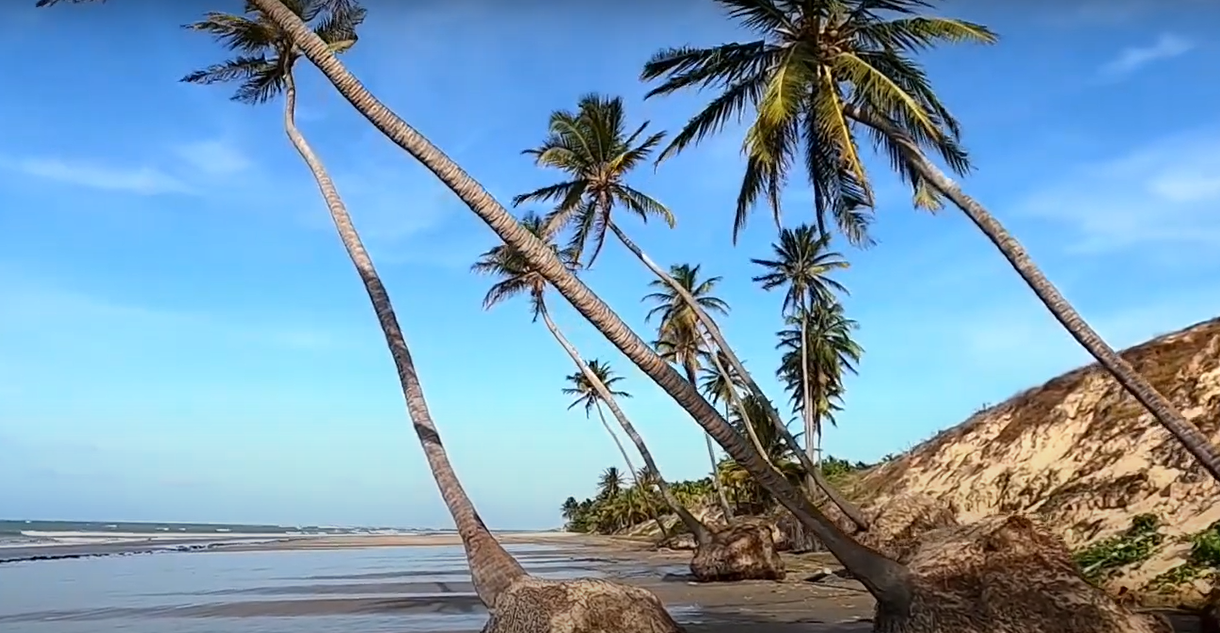 Coqueiros na praia de Caetanos